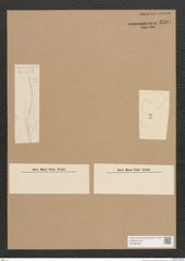 Diatomeae indet. Zeichnungen Sammlung Grunow Nr. 2597 (NHMW-BOT-W0369790)